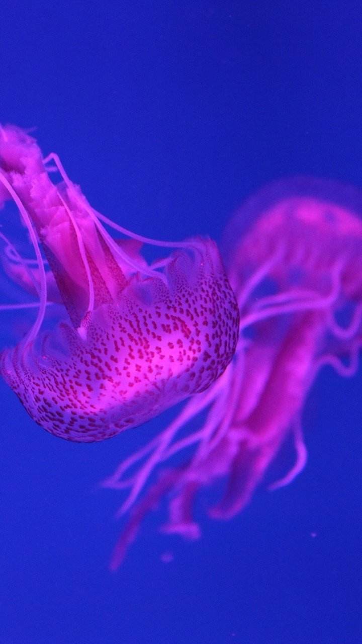 Обои Медуза, cnidaria, морские беспозвоночные, пурпур, розовый в разрешении 720x1280