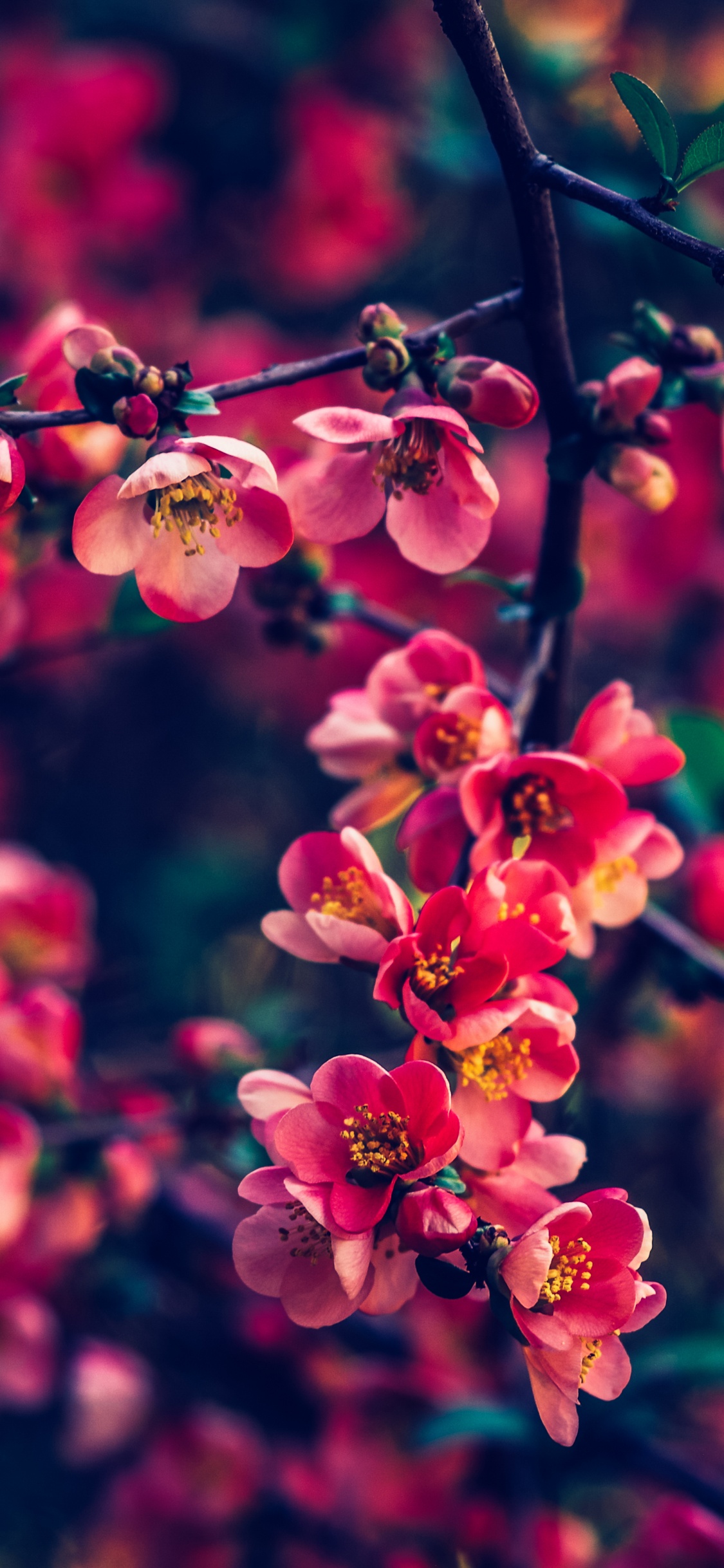 Обои цветок, красный цвет, лист, растительность, растение в разрешении 1125x2436