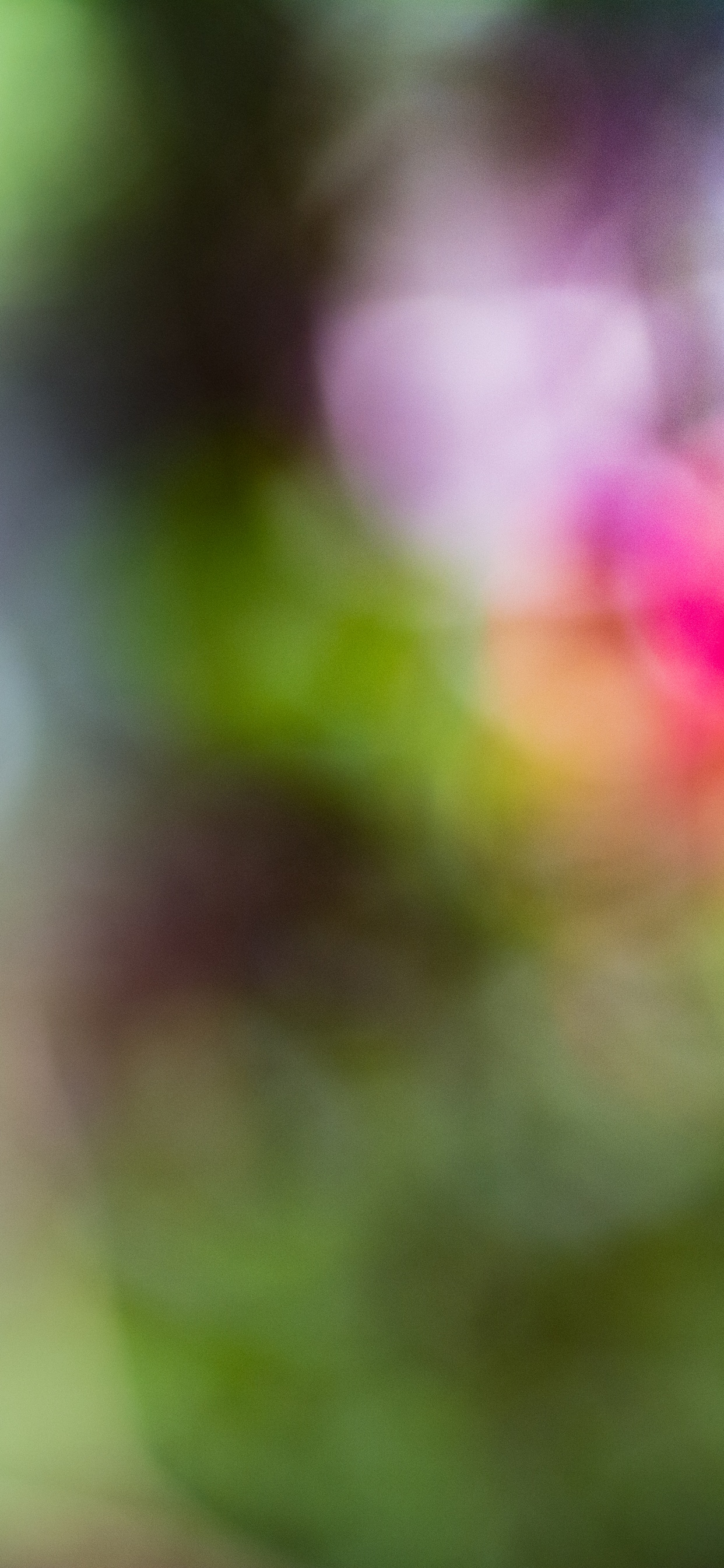 Обои крупный план, птица, длиннохвостый попугай, Loriini, зеленый в разрешении 1242x2688