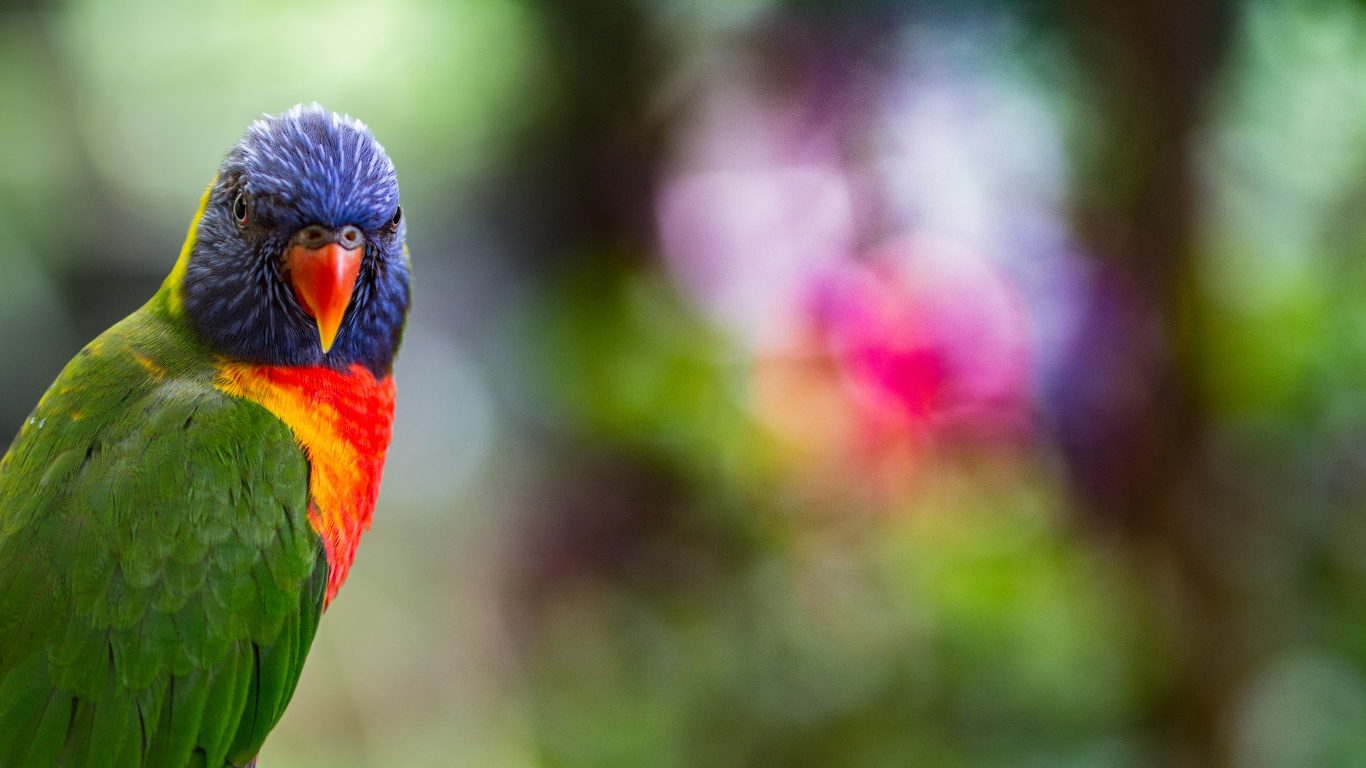 Обои крупный план, птица, длиннохвостый попугай, Loriini, зеленый в разрешении 1366x768