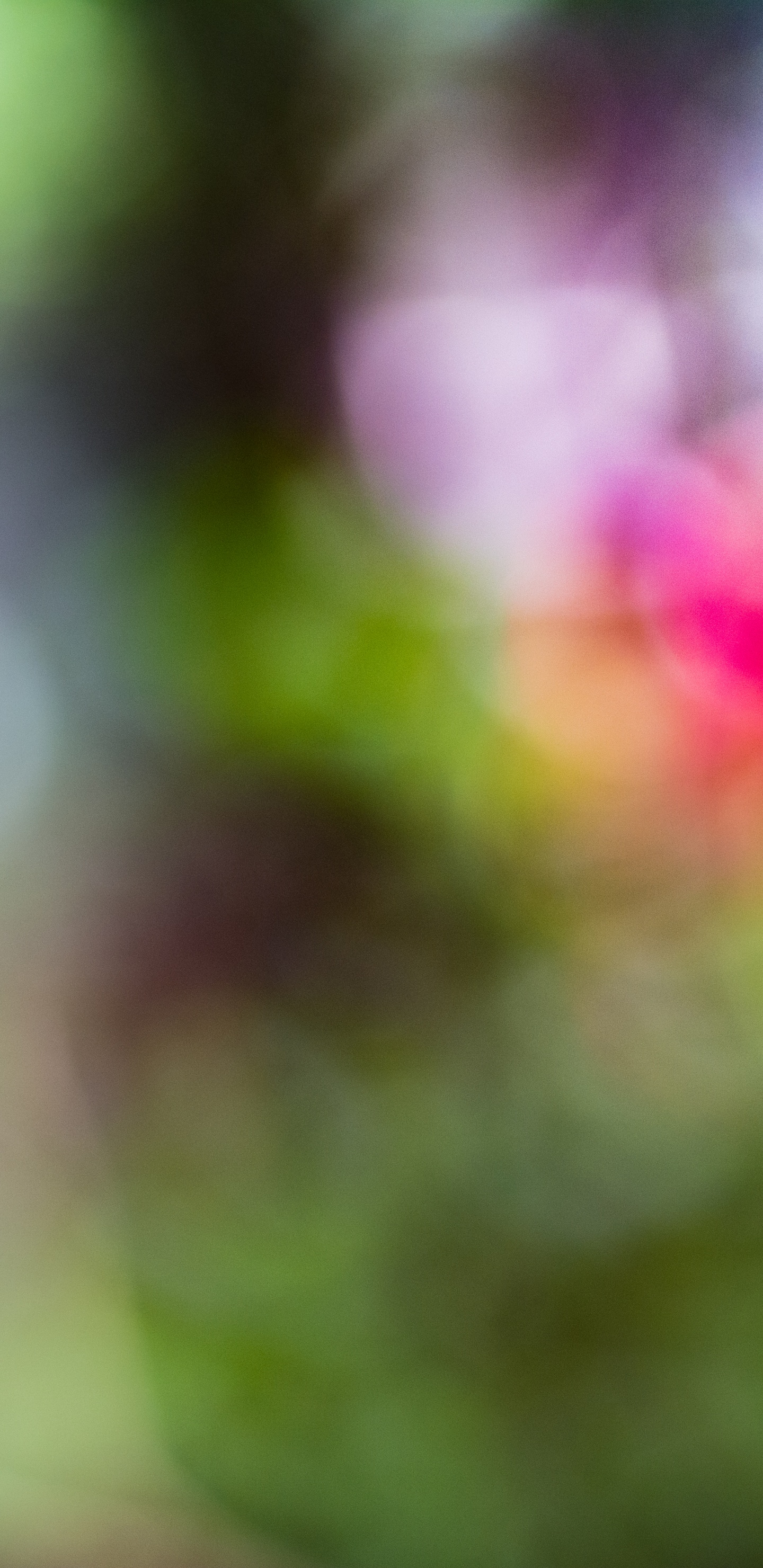 Обои крупный план, птица, длиннохвостый попугай, Loriini, зеленый в разрешении 1440x2960