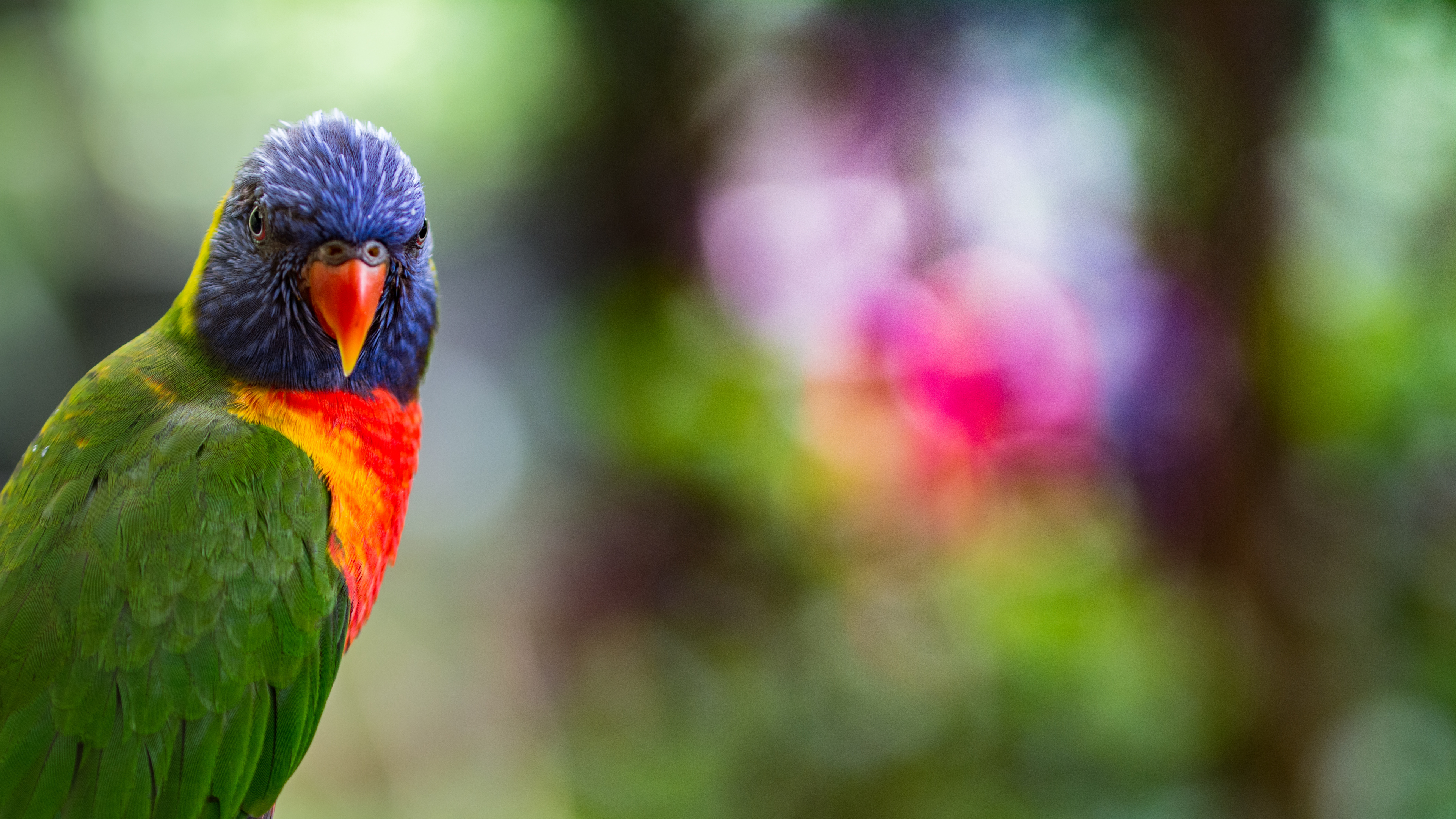 Обои крупный план, птица, длиннохвостый попугай, Loriini, зеленый в разрешении 3840x2160