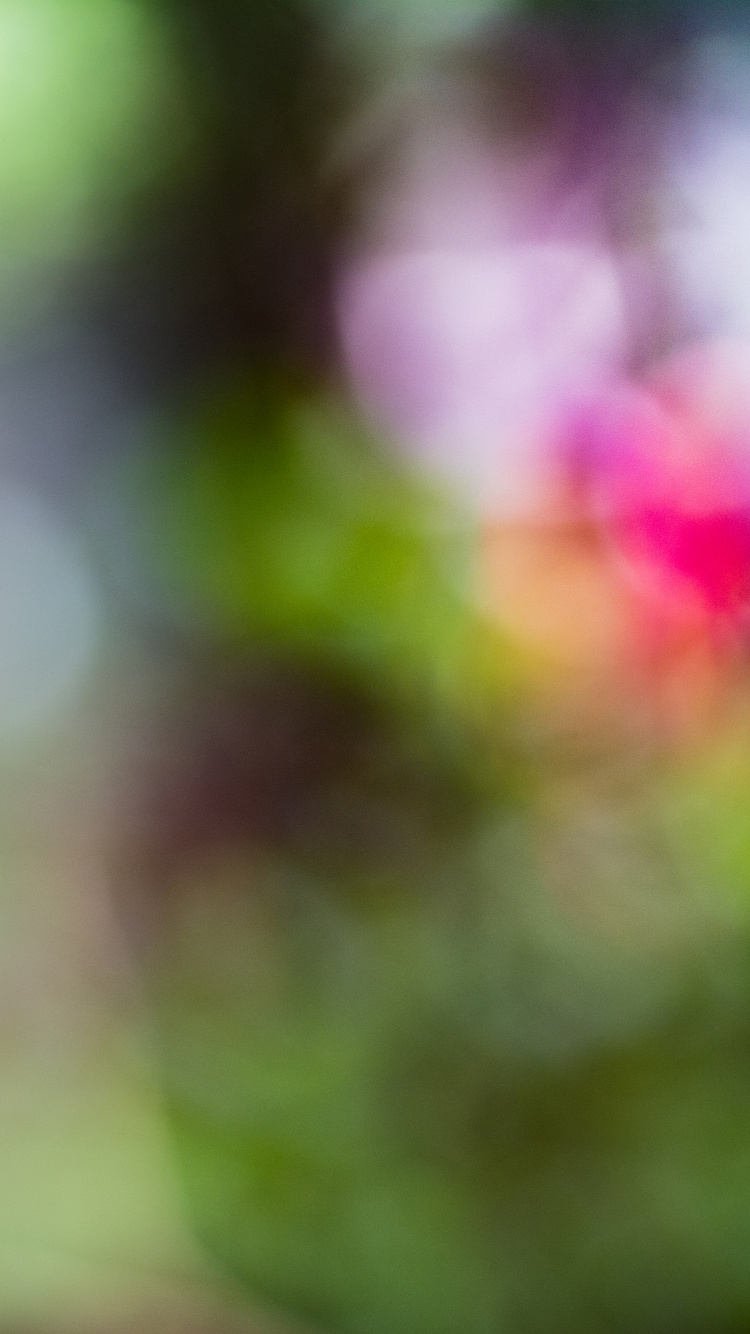 Обои крупный план, птица, длиннохвостый попугай, Loriini, зеленый в разрешении 750x1334