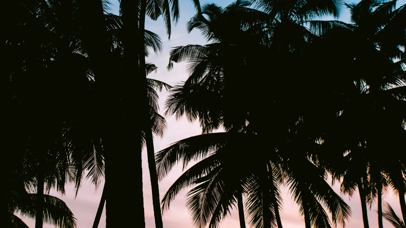 Обои дерево, Пальма, природа, тропическая зона, древесные растения в разрешении 1366x768