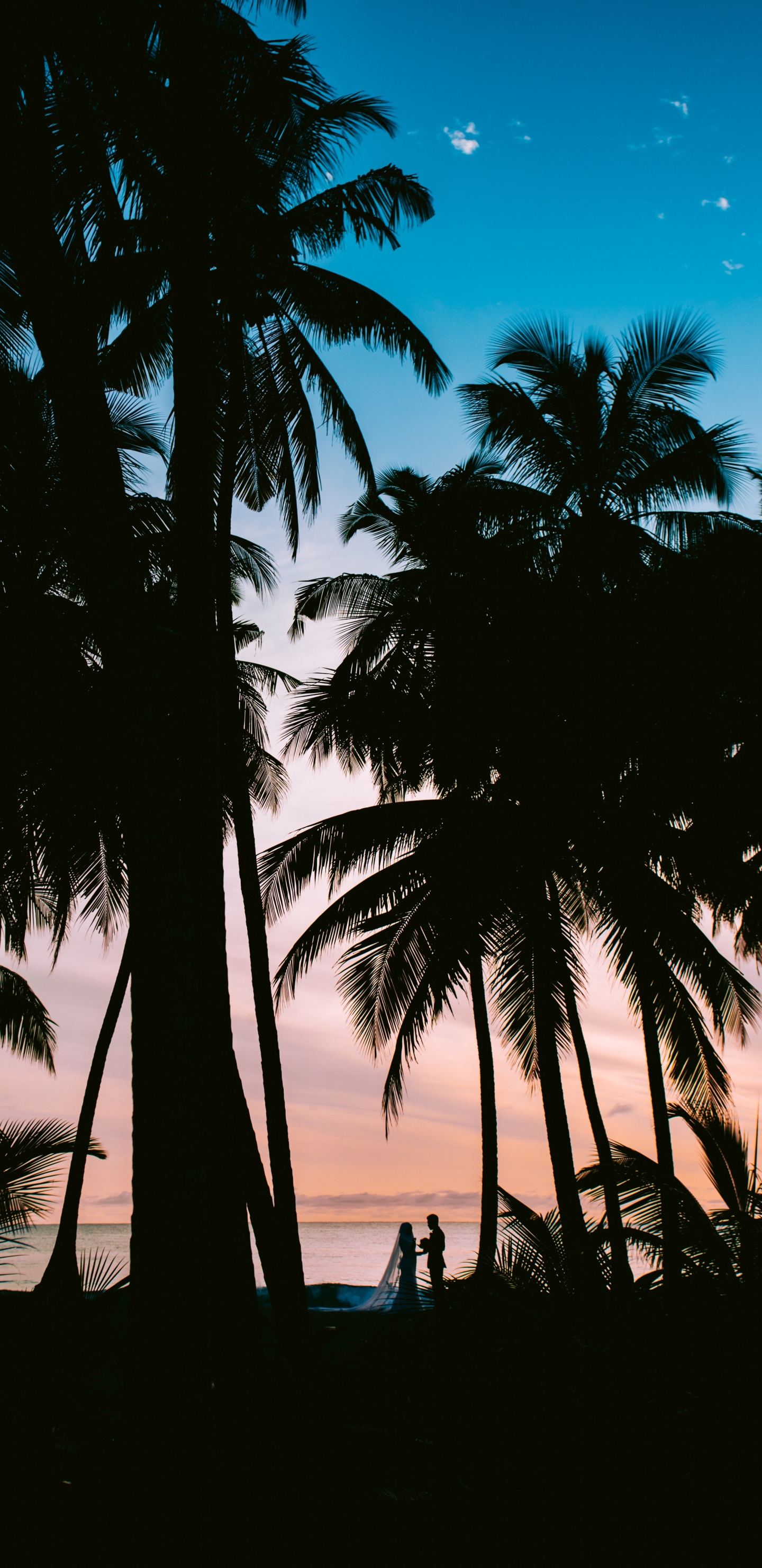 Обои дерево, Пальма, природа, тропическая зона, древесные растения в разрешении 1440x2960