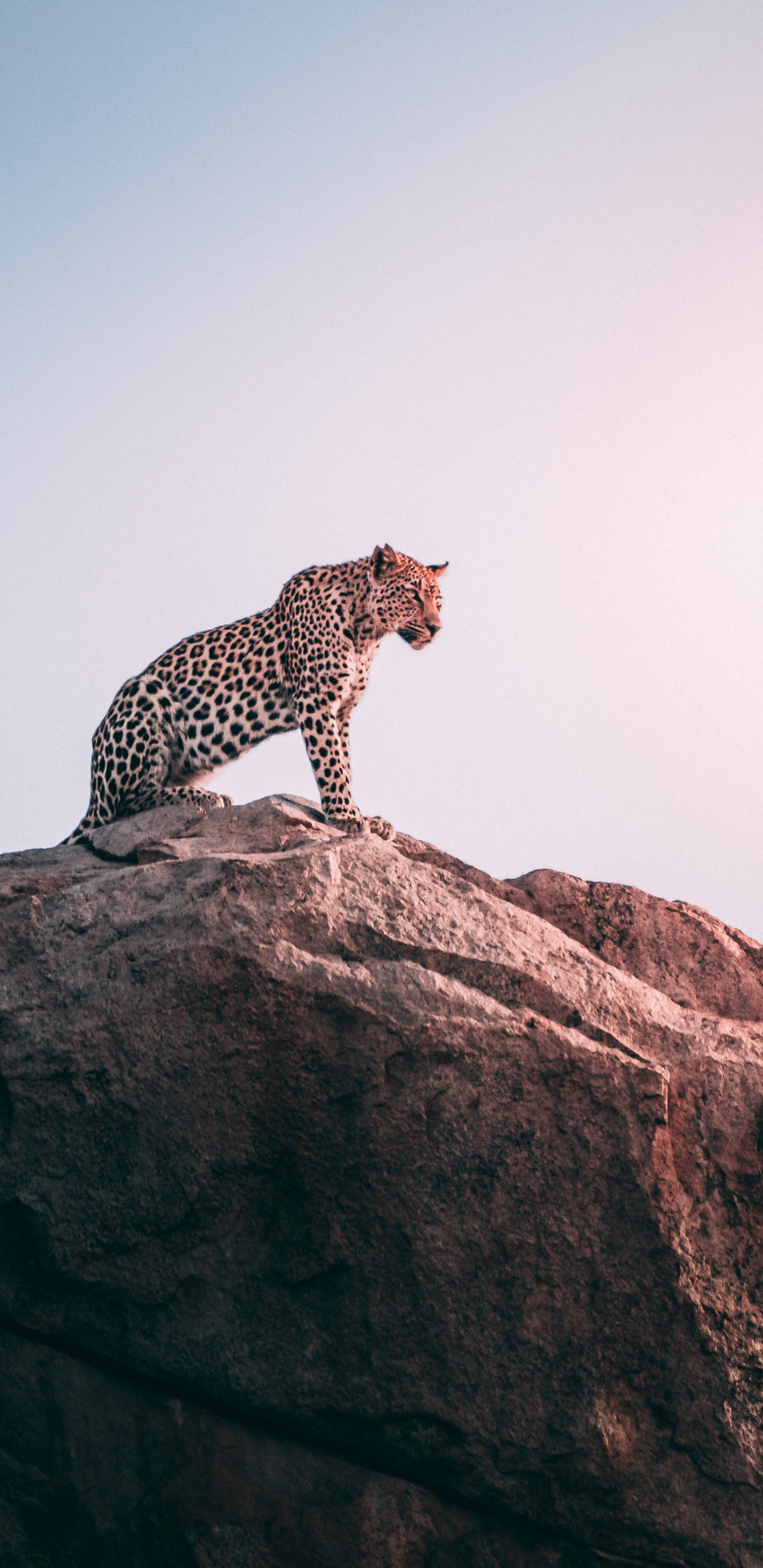 Обои Гепард, Леопард, живая природа, кошачьих, наземные животные в разрешении 1440x2960