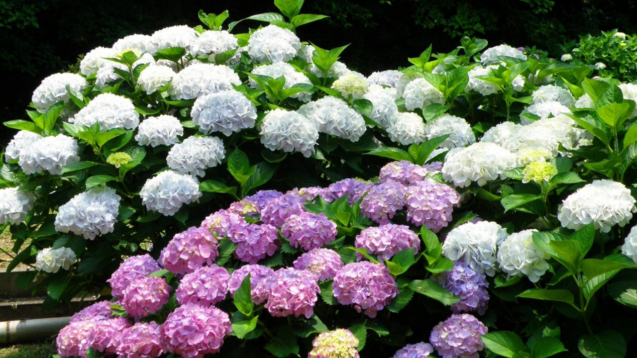 Обои цветковое растение, hydrangeaceae, cornales, однолетнее растение, соцветие в разрешении 1280x720