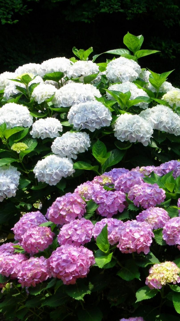 Обои цветковое растение, hydrangeaceae, cornales, однолетнее растение, соцветие в разрешении 750x1334