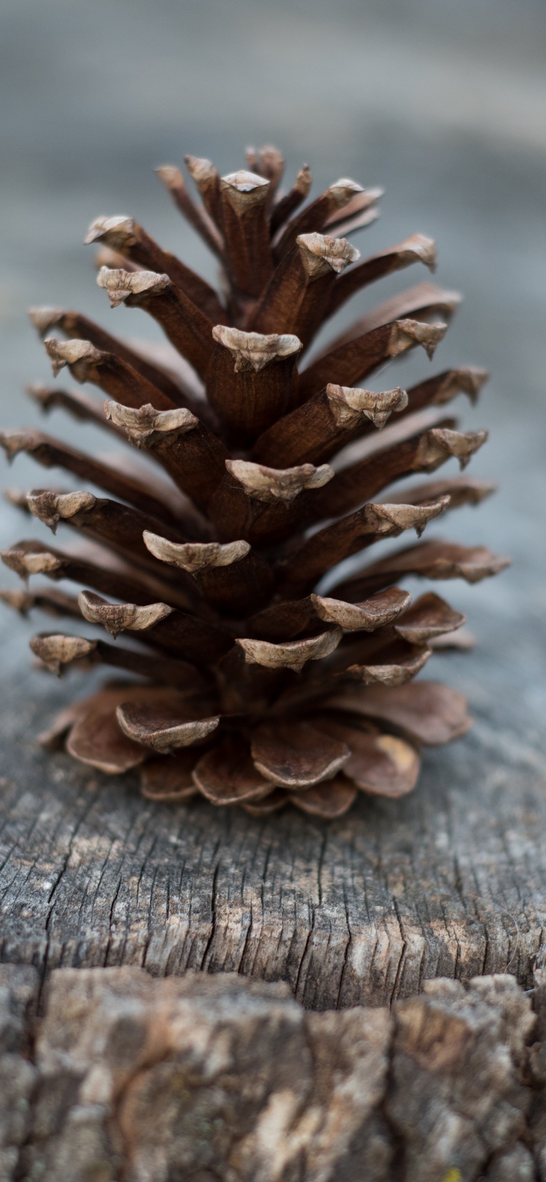 Обои хвойные конуса, сосна, пиксель, конус, материал в разрешении 1125x2436