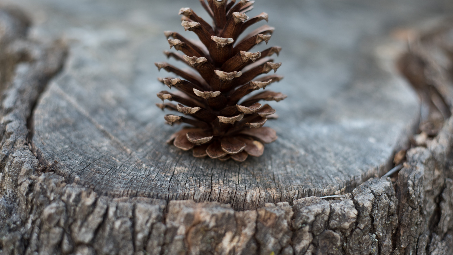 Обои хвойные конуса, сосна, пиксель, конус, материал в разрешении 1920x1080