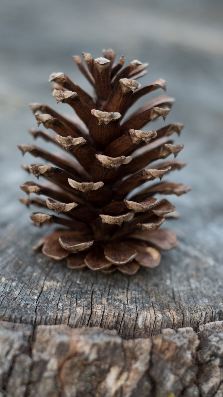 Обои хвойные конуса, сосна, пиксель, конус, материал в разрешении 750x1334