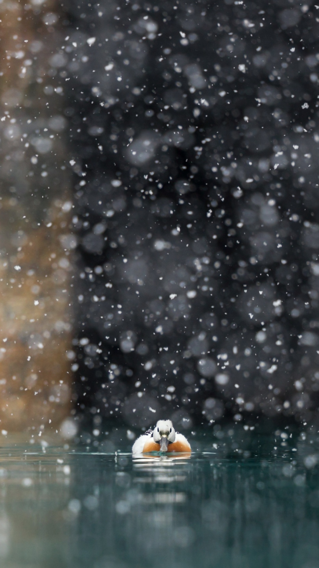 Обои утка, вода, дождь, падение, мелкий дождь в разрешении 1080x1920