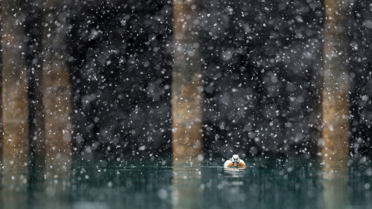 Обои утка, вода, дождь, падение, мелкий дождь в разрешении 1280x720
