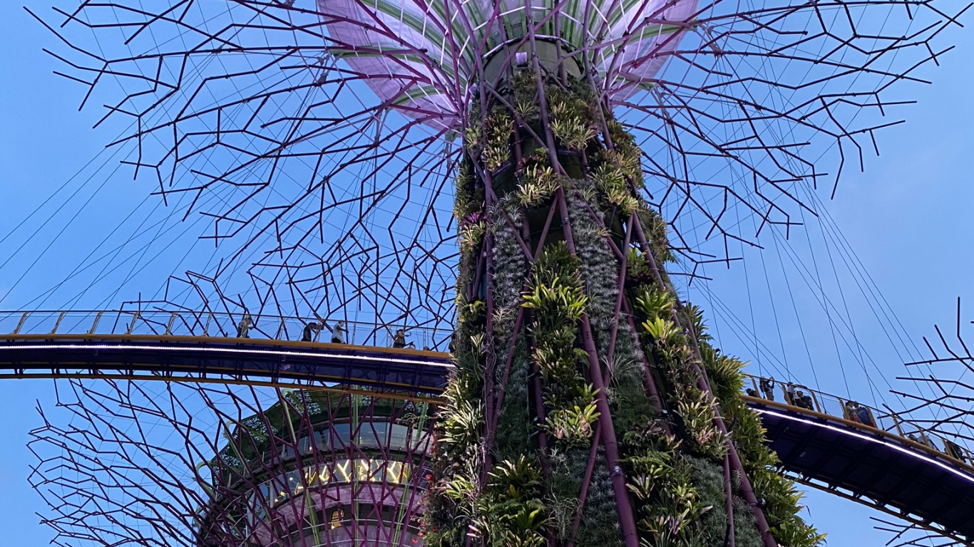 Обои Сингапур, Марина Сити Парк, достопримечательность, пурпур, Фиолетовый в разрешении 1366x768