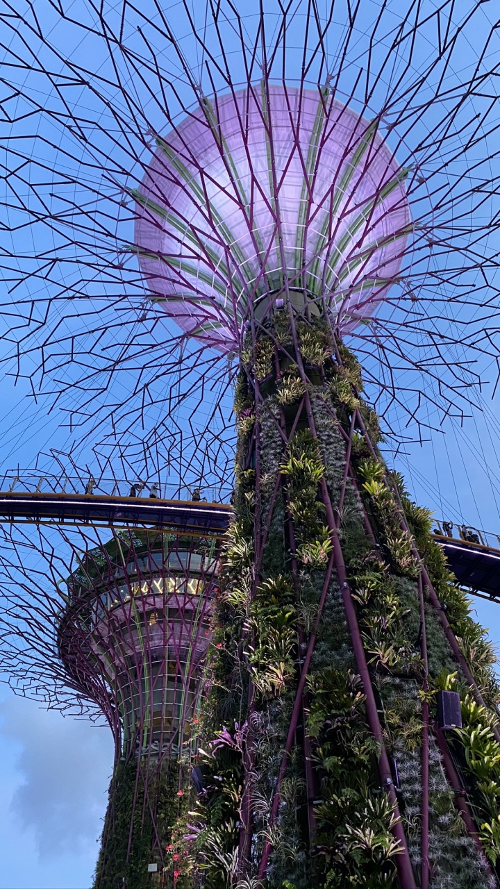 Обои Сингапур, Марина Сити Парк, достопримечательность, пурпур, Фиолетовый в разрешении 720x1280
