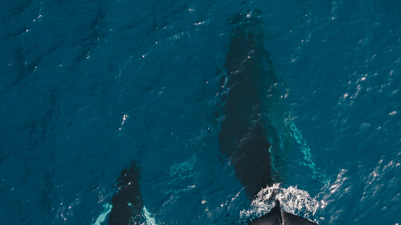 Обои океанские киты, море, Кит, Наблюдение за китами, Дельфин в разрешении 1366x768