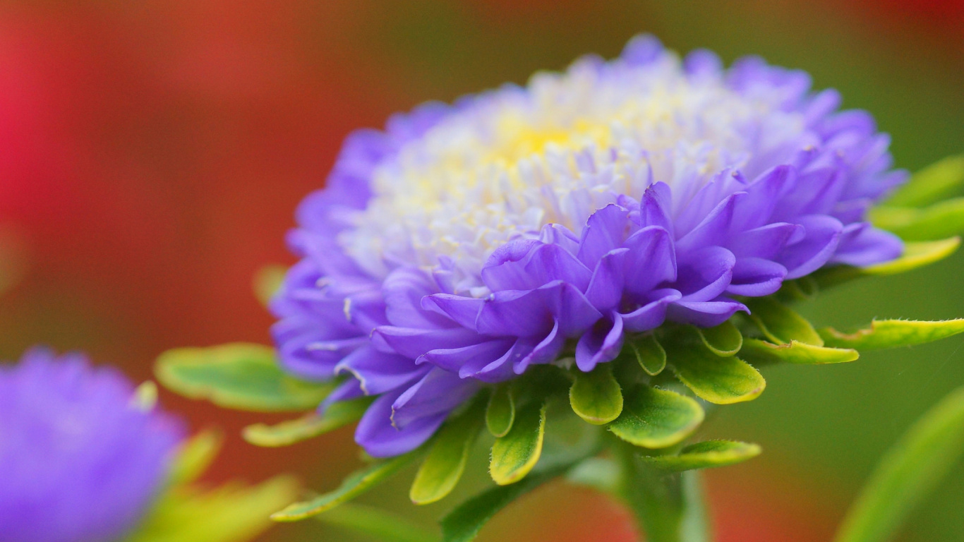 Обои Астра, бутон, лепесток, пурпур, полевой цветок в разрешении 1366x768