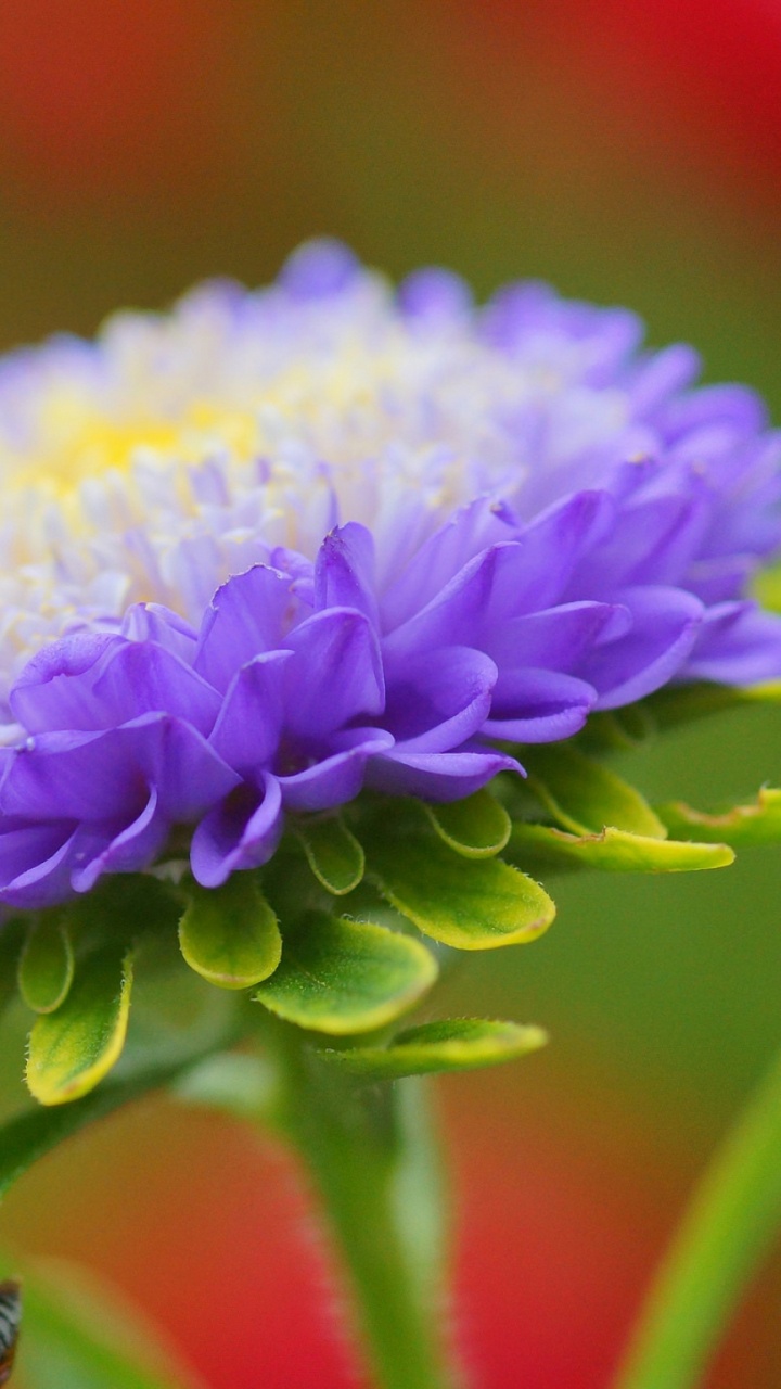 Обои Астра, бутон, лепесток, пурпур, полевой цветок в разрешении 720x1280