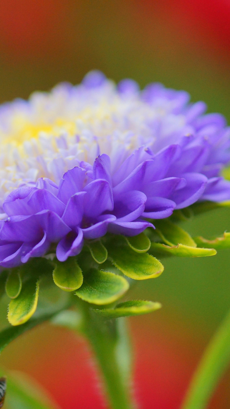 Обои Астра, бутон, лепесток, пурпур, полевой цветок в разрешении 750x1334