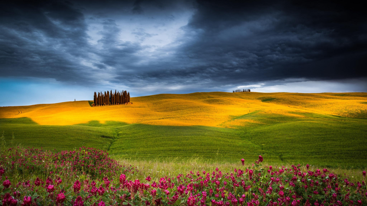 Обои сенокосное угодье, природа, поле, луг, прерия в разрешении 1280x720