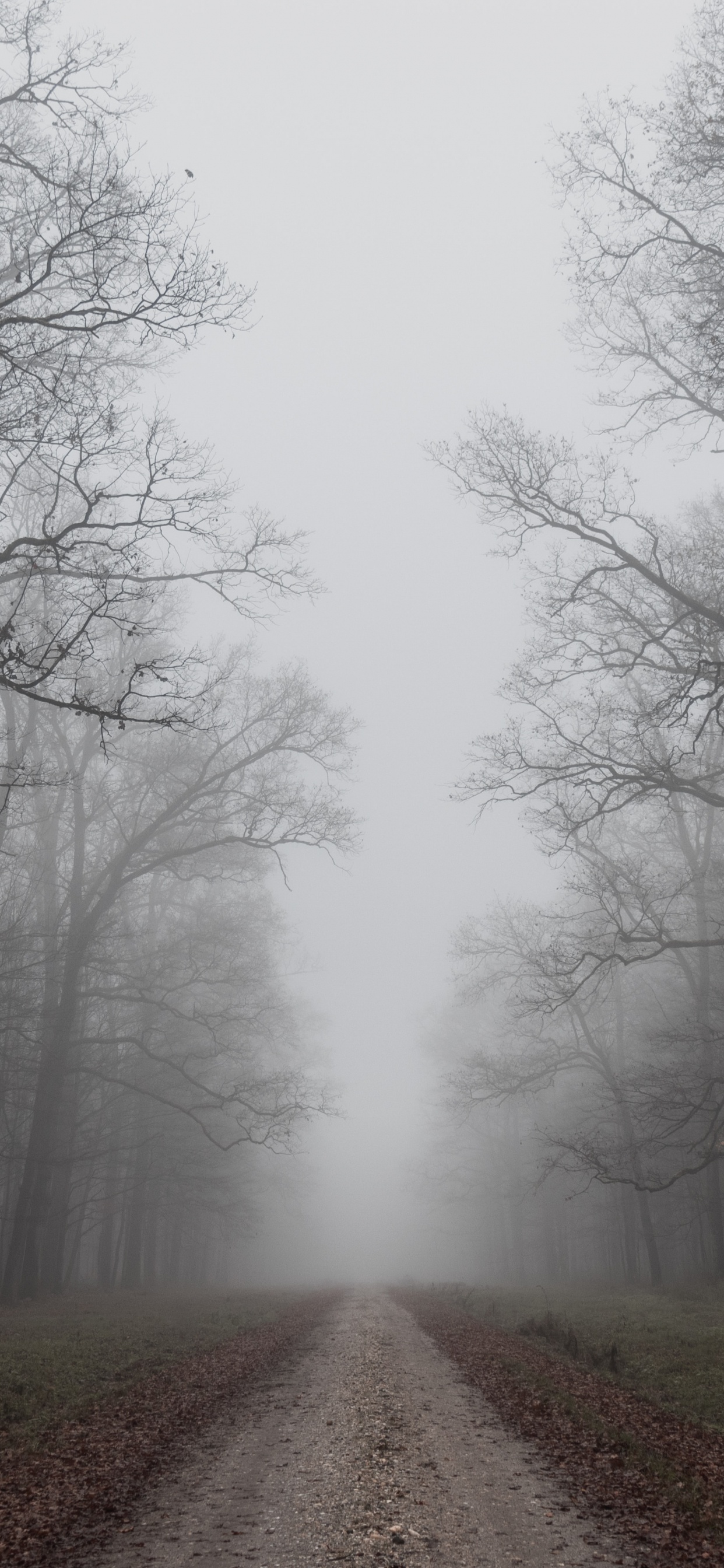 Обои туман, утро, осень, дымка, небо в разрешении 1242x2688