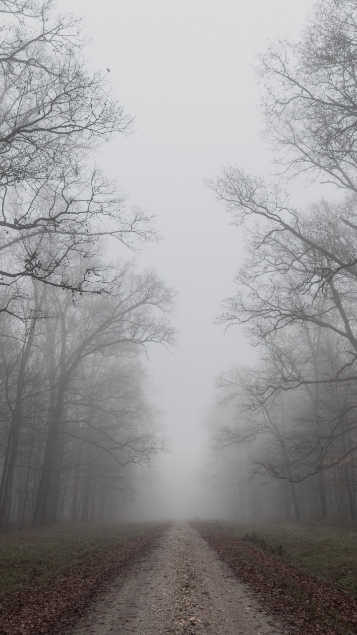 Обои туман, утро, осень, дымка, небо в разрешении 720x1280