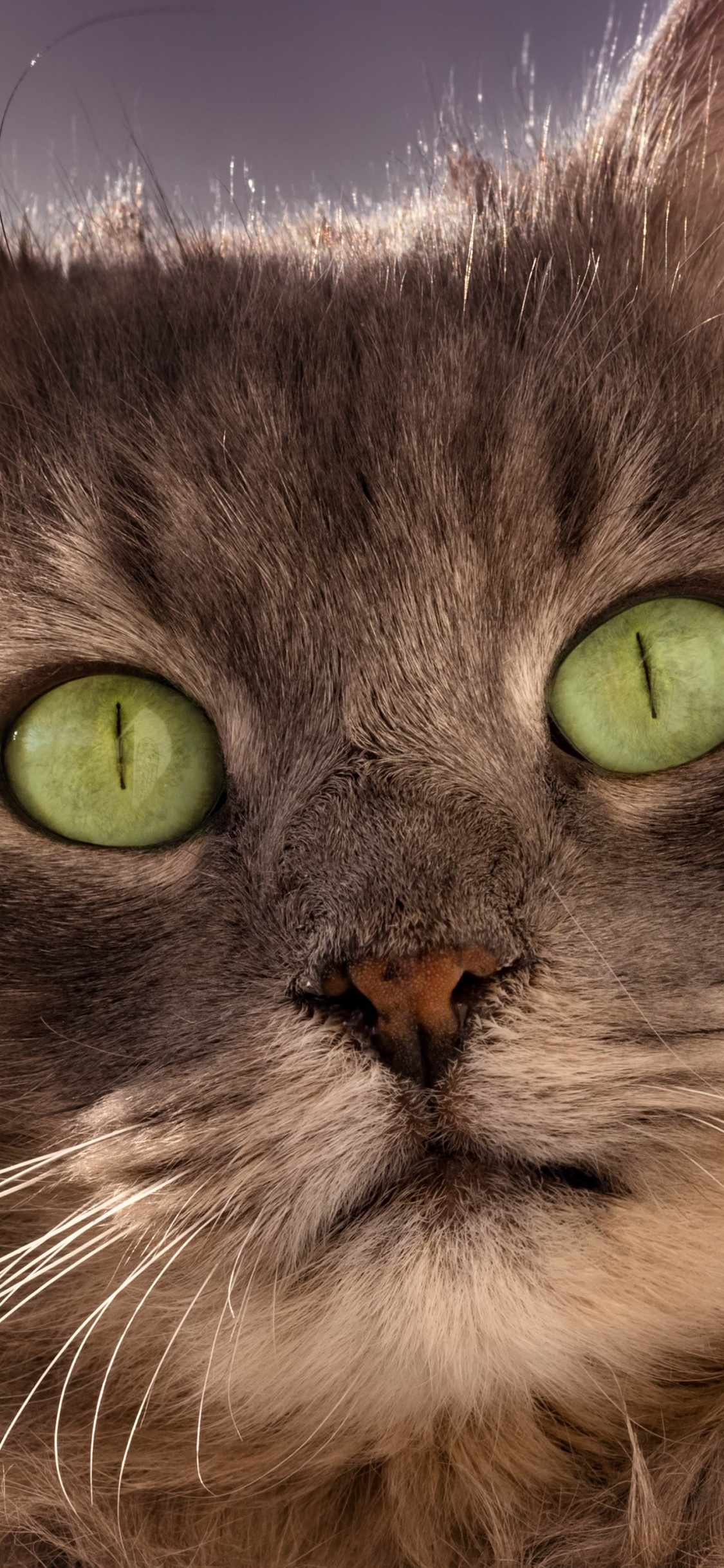 Обои бакенбарды, Сибирская кошка, азиатские полу длинношерстная, оборванец, британская полу длинношерстная в разрешении 1125x2436