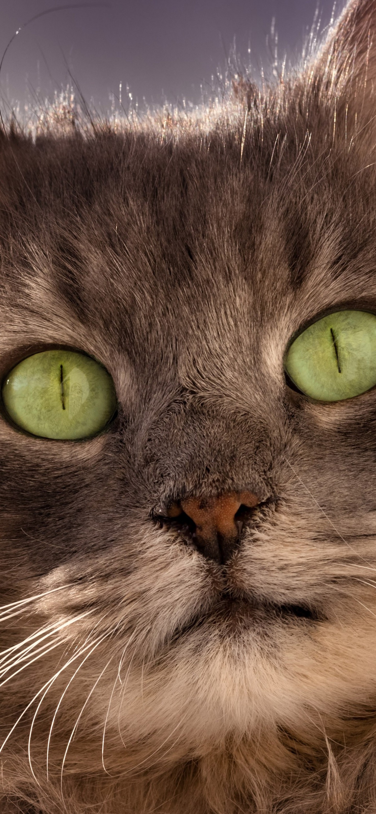 Обои бакенбарды, Сибирская кошка, азиатские полу длинношерстная, оборванец, британская полу длинношерстная в разрешении 1242x2688