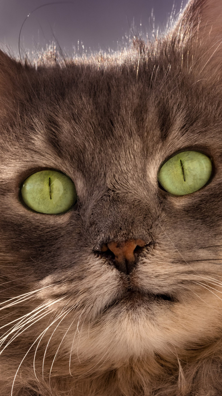 Обои бакенбарды, Сибирская кошка, азиатские полу длинношерстная, оборванец, британская полу длинношерстная в разрешении 750x1334