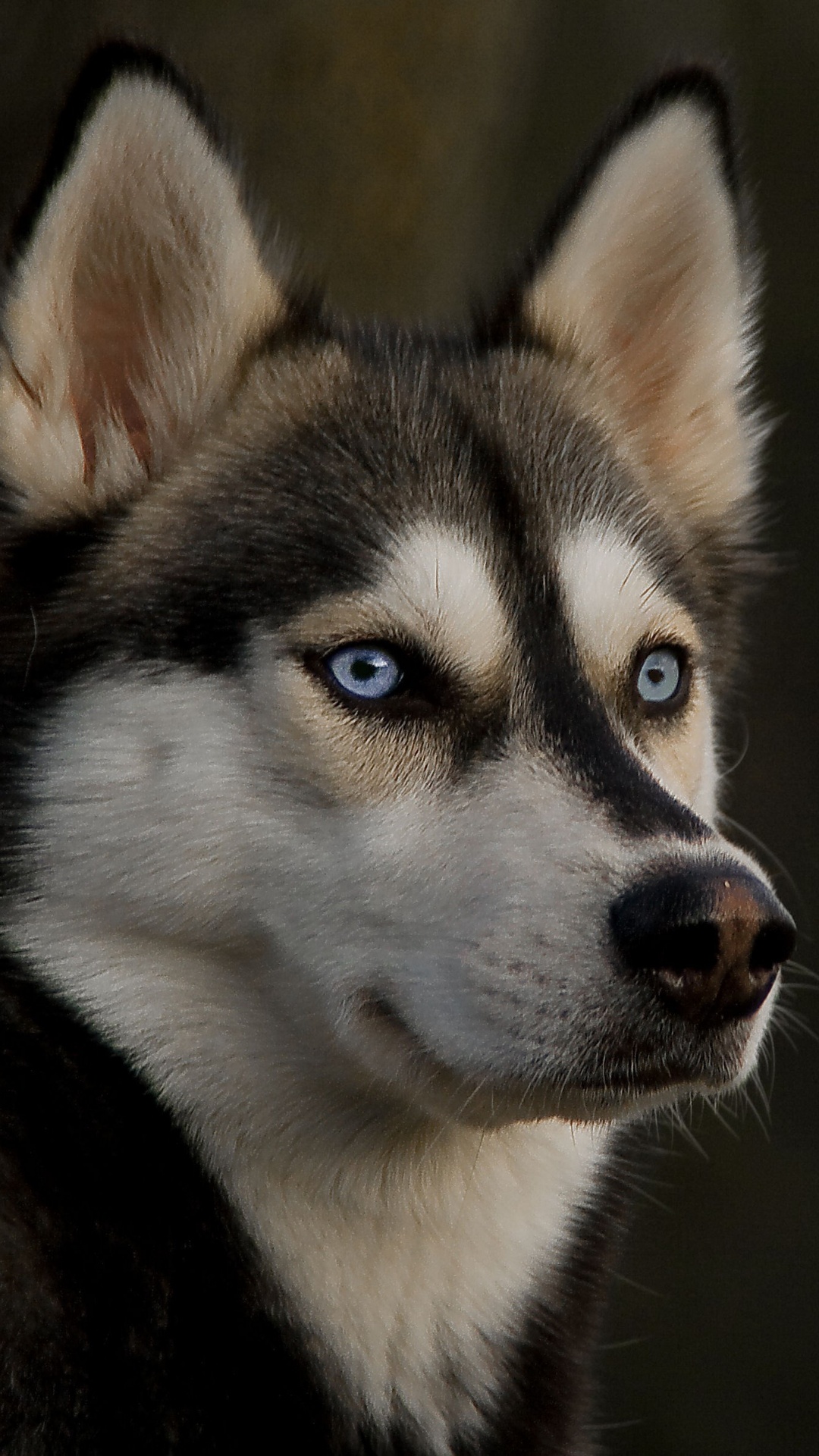 Обои Себирская Хаски, щенок, хаски, ездовая собака, собака породы в разрешении 1080x1920