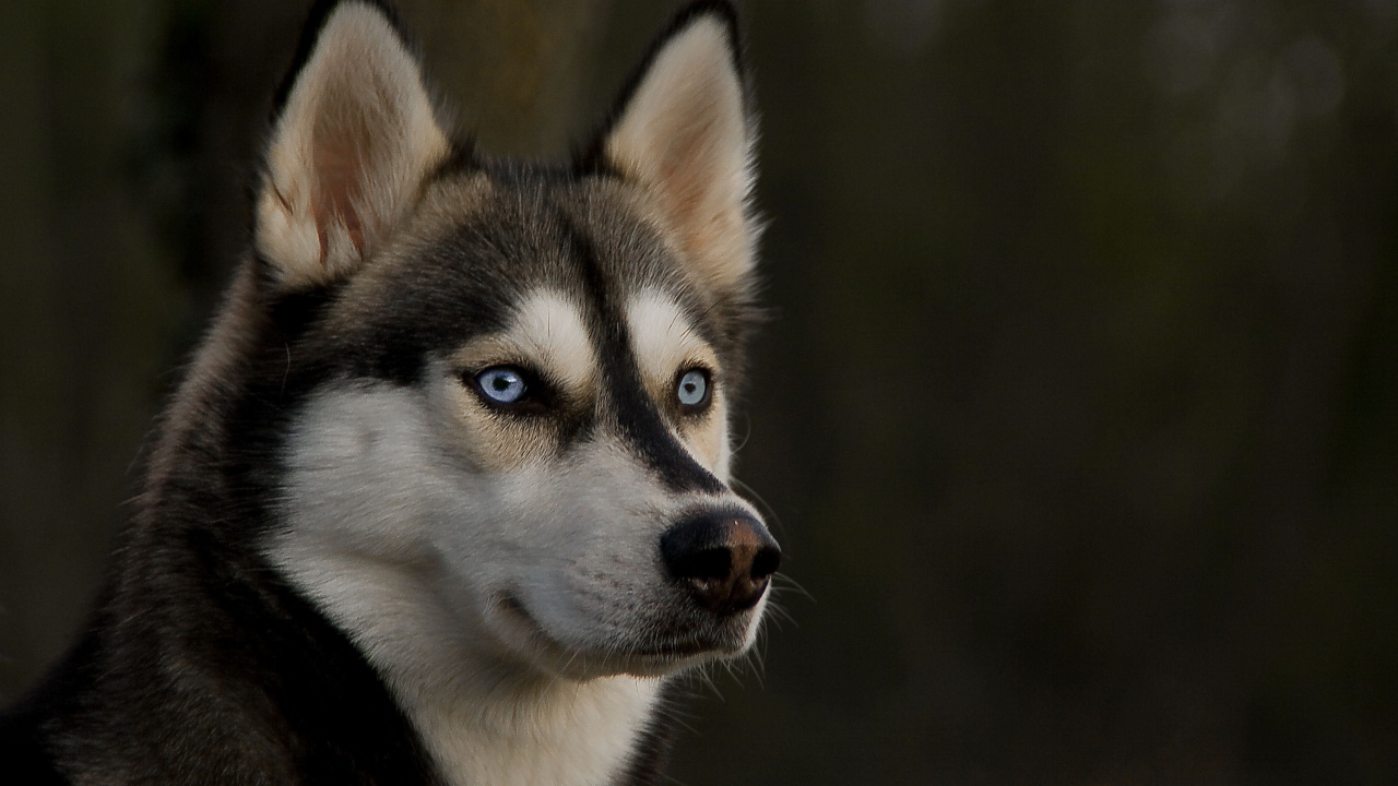 Обои Себирская Хаски, щенок, хаски, ездовая собака, собака породы в разрешении 1280x720