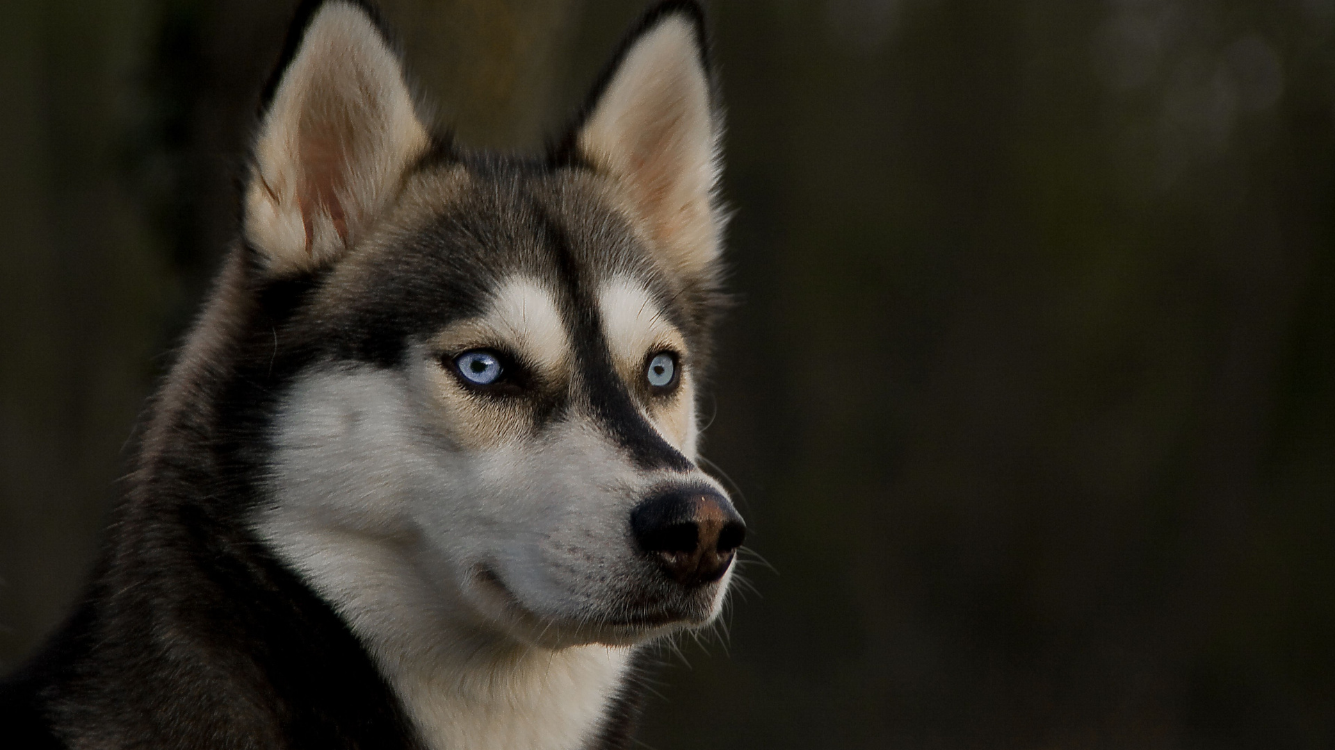 Обои Себирская Хаски, щенок, хаски, ездовая собака, собака породы в разрешении 1920x1080