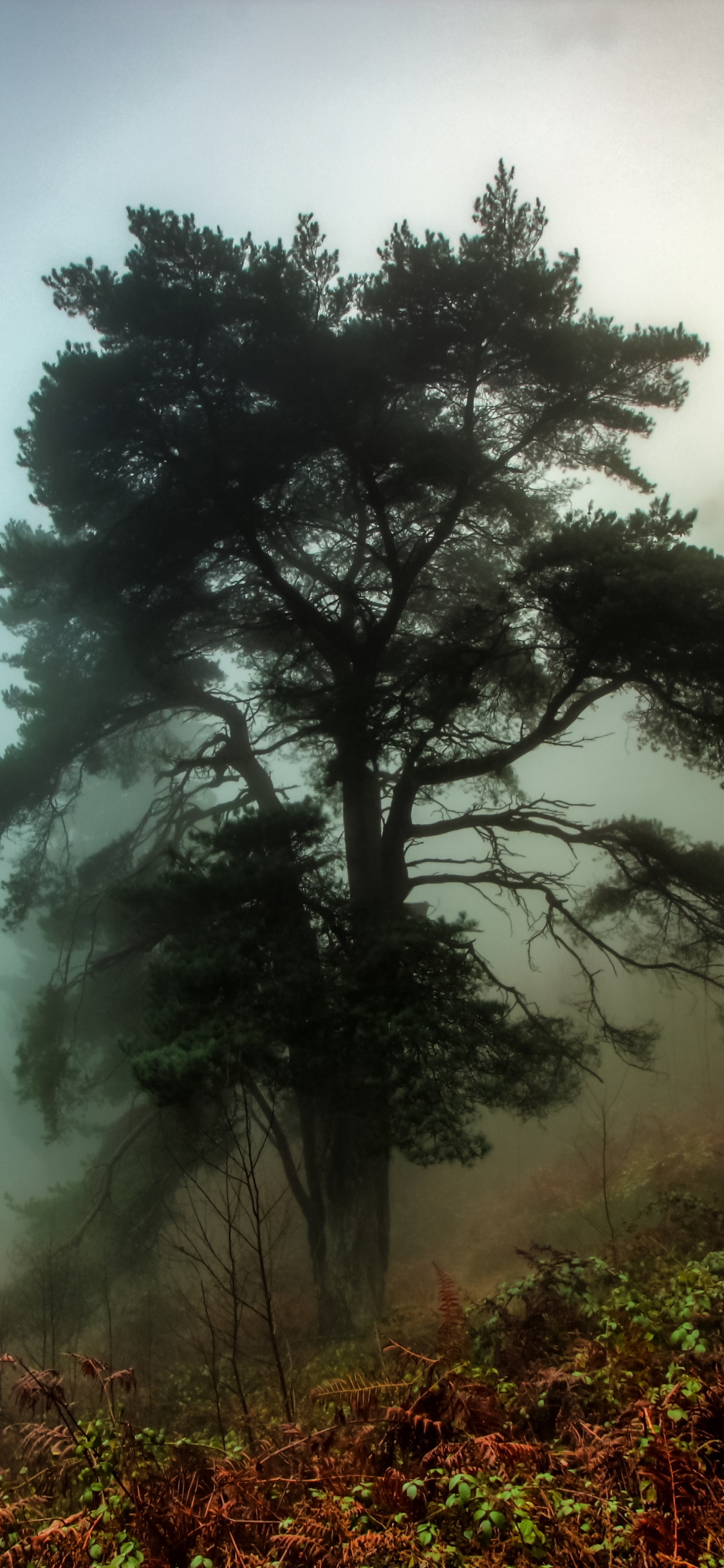 Обои дерево, туман, дымка, природа, природный ландшафт в разрешении 1125x2436