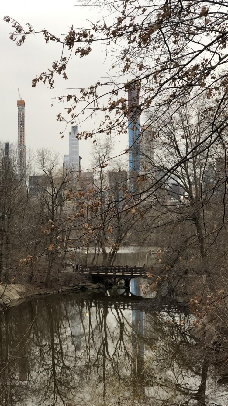 Обои Центральный парк, вода, наука, биология, ветвь в разрешении 750x1334