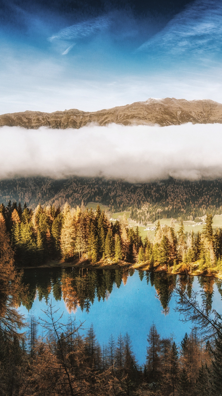 Обои дерево, водоем, природный ландшафт, природа, отражение в разрешении 750x1334
