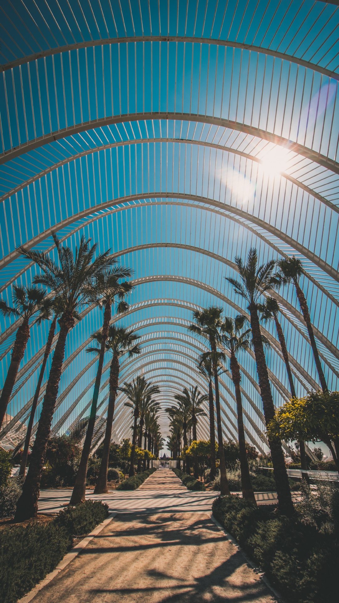 Обои архитектура, дерево, ботаники, Пальма, древесные растения в разрешении 1080x1920