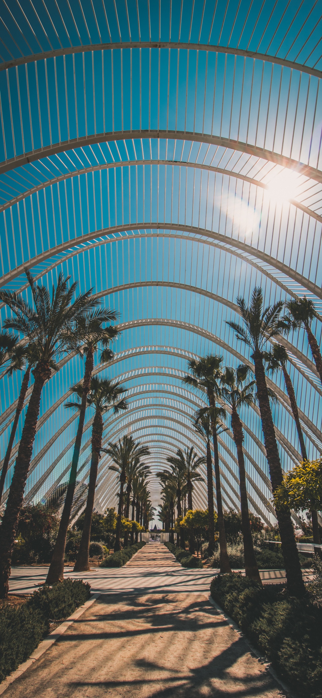 Обои архитектура, дерево, ботаники, Пальма, древесные растения в разрешении 1125x2436