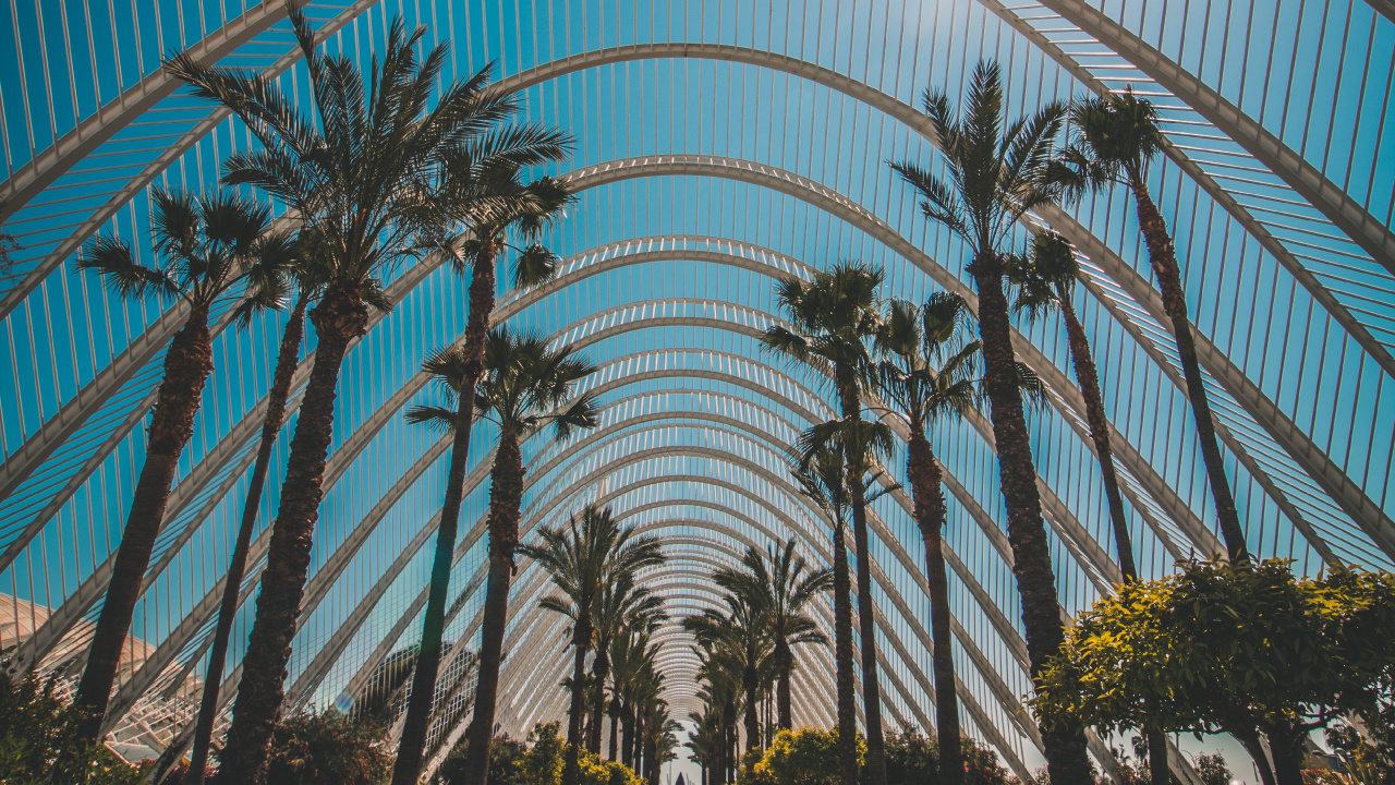 Обои архитектура, дерево, ботаники, Пальма, древесные растения в разрешении 1280x720