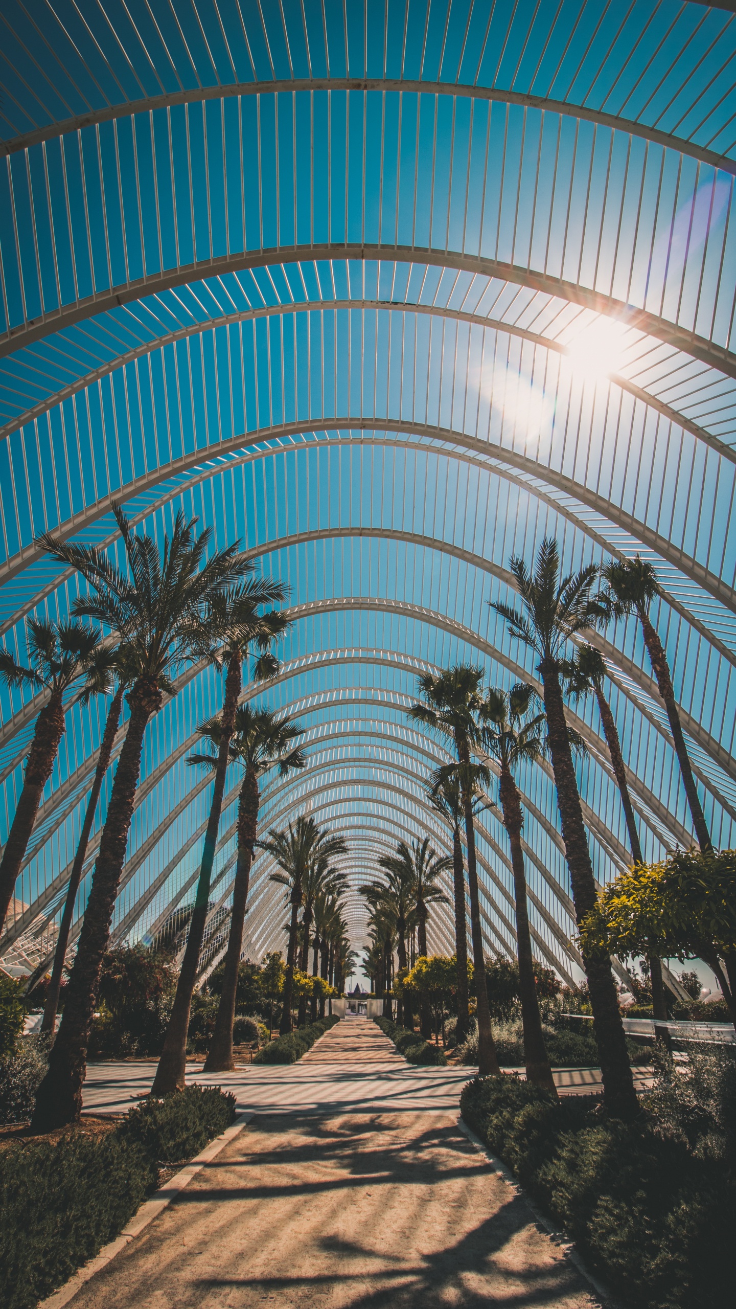 Обои архитектура, дерево, ботаники, Пальма, древесные растения в разрешении 1440x2560