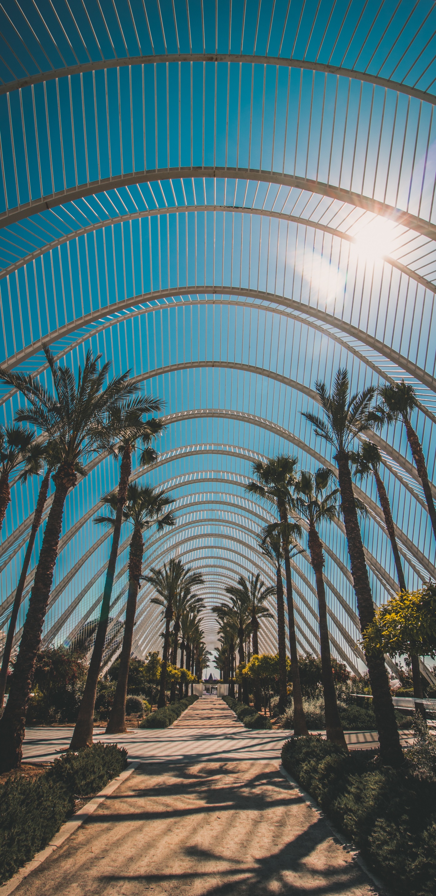 Обои архитектура, дерево, ботаники, Пальма, древесные растения в разрешении 1440x2960