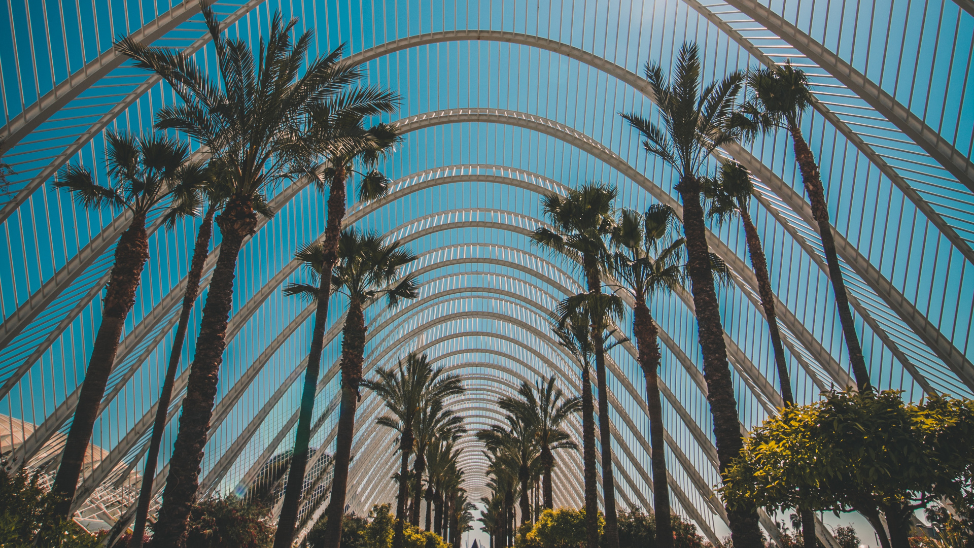 Обои архитектура, дерево, ботаники, Пальма, древесные растения в разрешении 1920x1080