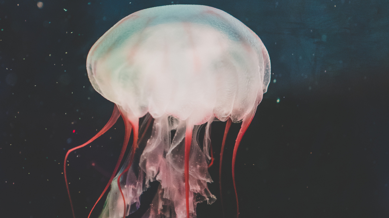 Обои беспозвоночных, живопись, Медуза, cnidaria, морские беспозвоночные в разрешении 1366x768