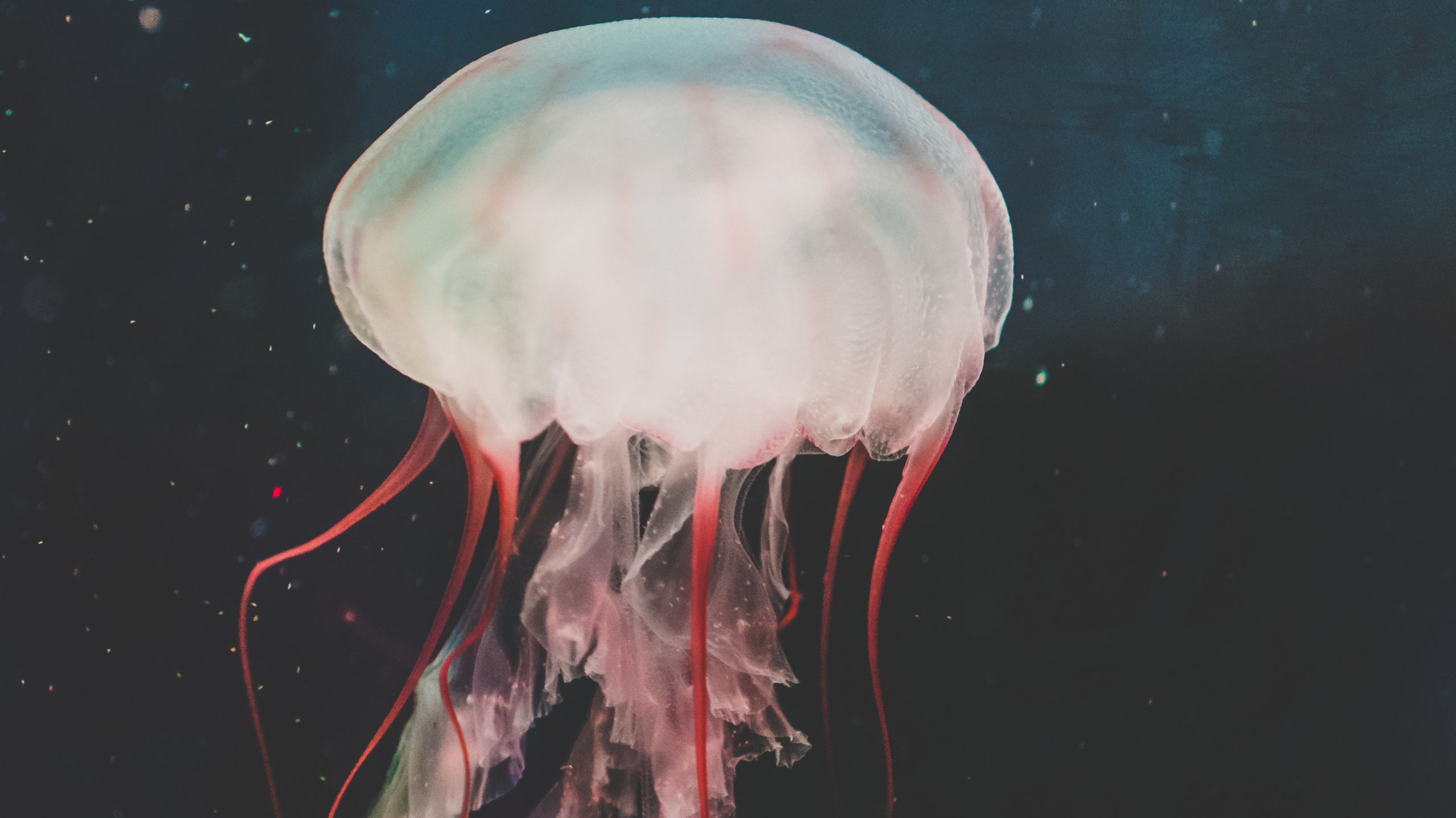 Обои беспозвоночных, живопись, Медуза, cnidaria, морские беспозвоночные в разрешении 2560x1440