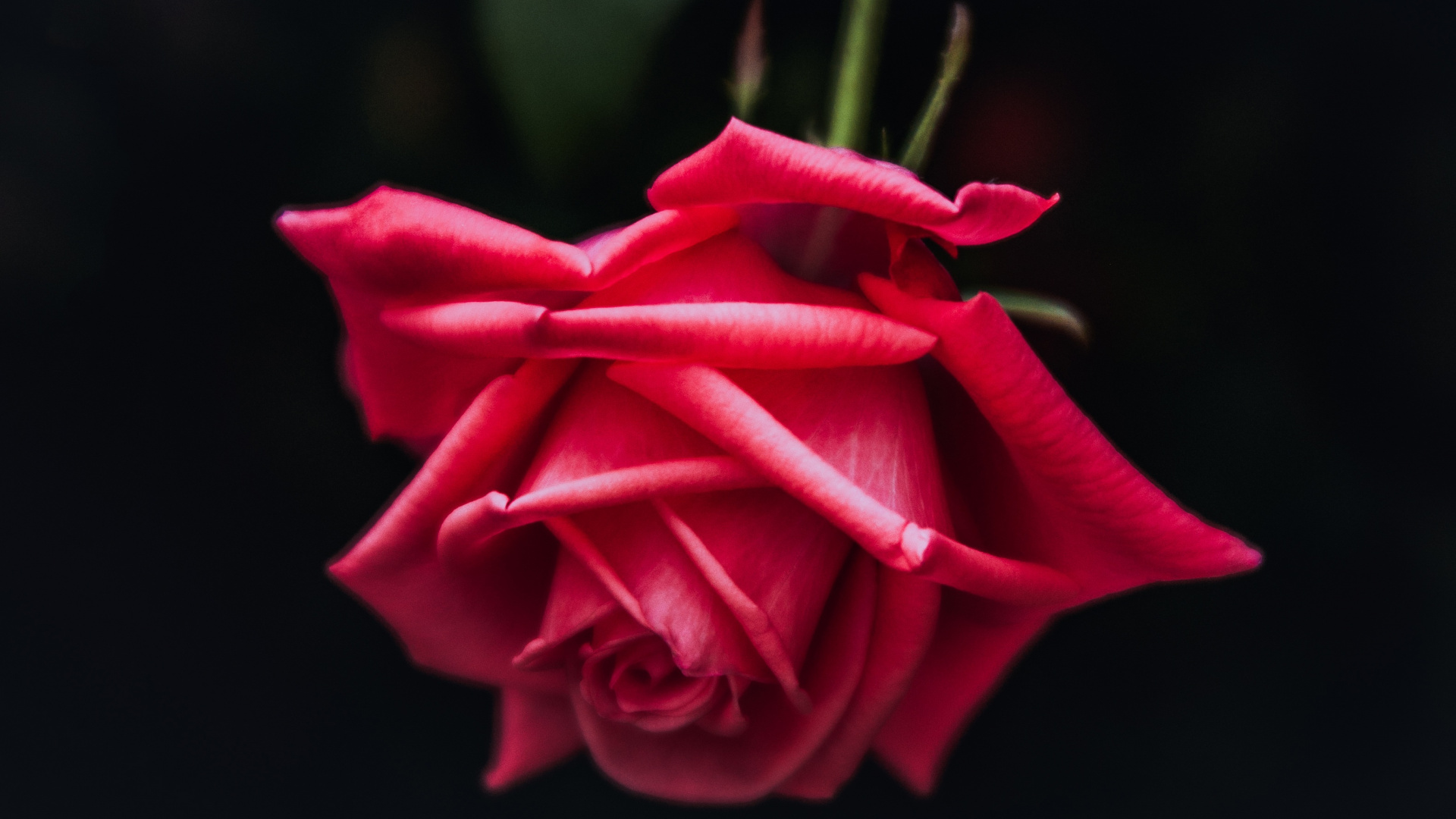 Обои Роза, цветок, лепесток, красный цвет, розовый в разрешении 1920x1080