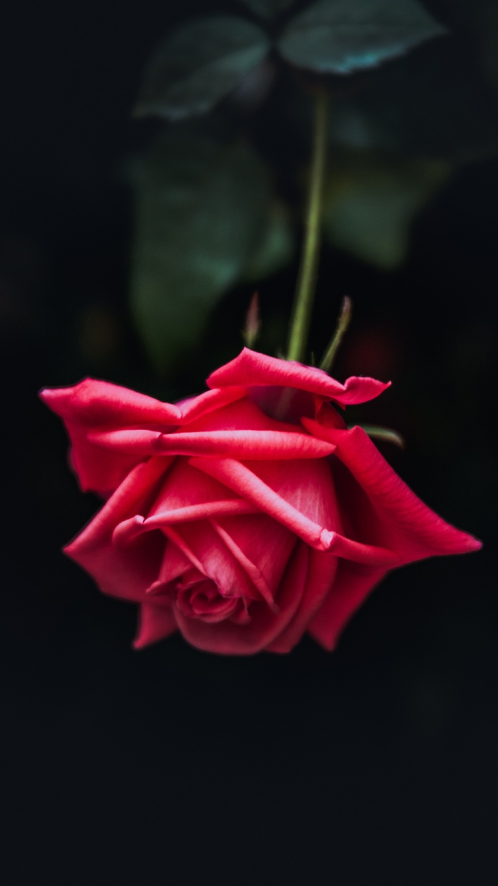 Обои Роза, цветок, лепесток, красный цвет, розовый в разрешении 720x1280