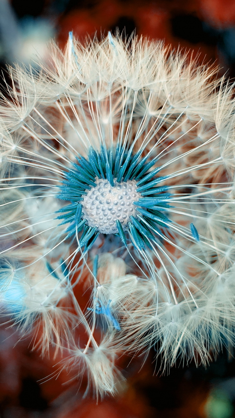 Обои одуванчик, цветок, синий, растение, вода в разрешении 750x1334