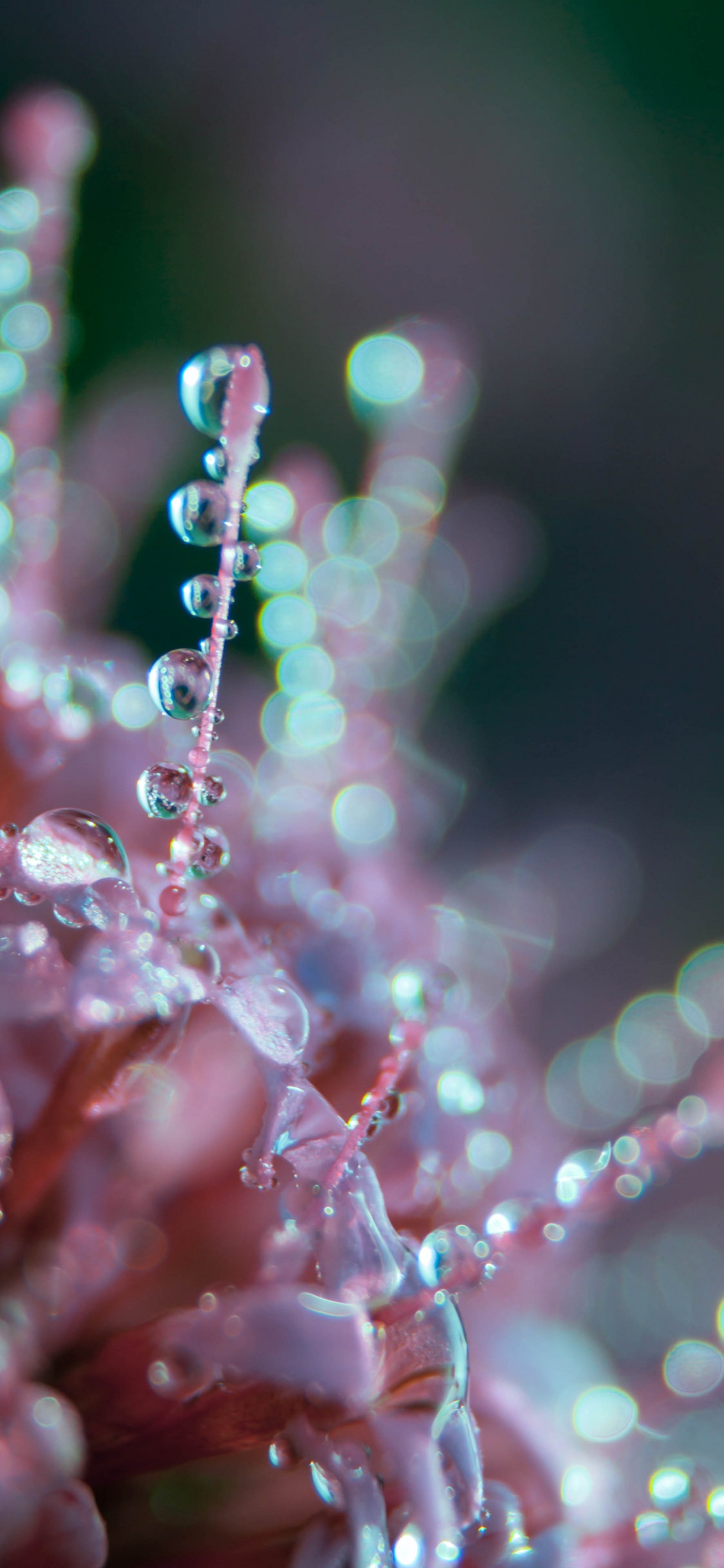 Обои роса, вода, розовый, зеленый, влага в разрешении 1125x2436