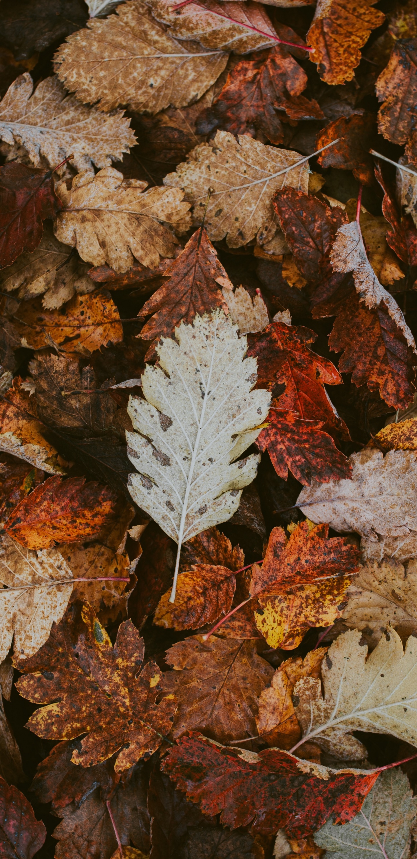 Обои лист, осень, растение, цветок, Коричневые И Зеленые Листья в разрешении 1440x2960