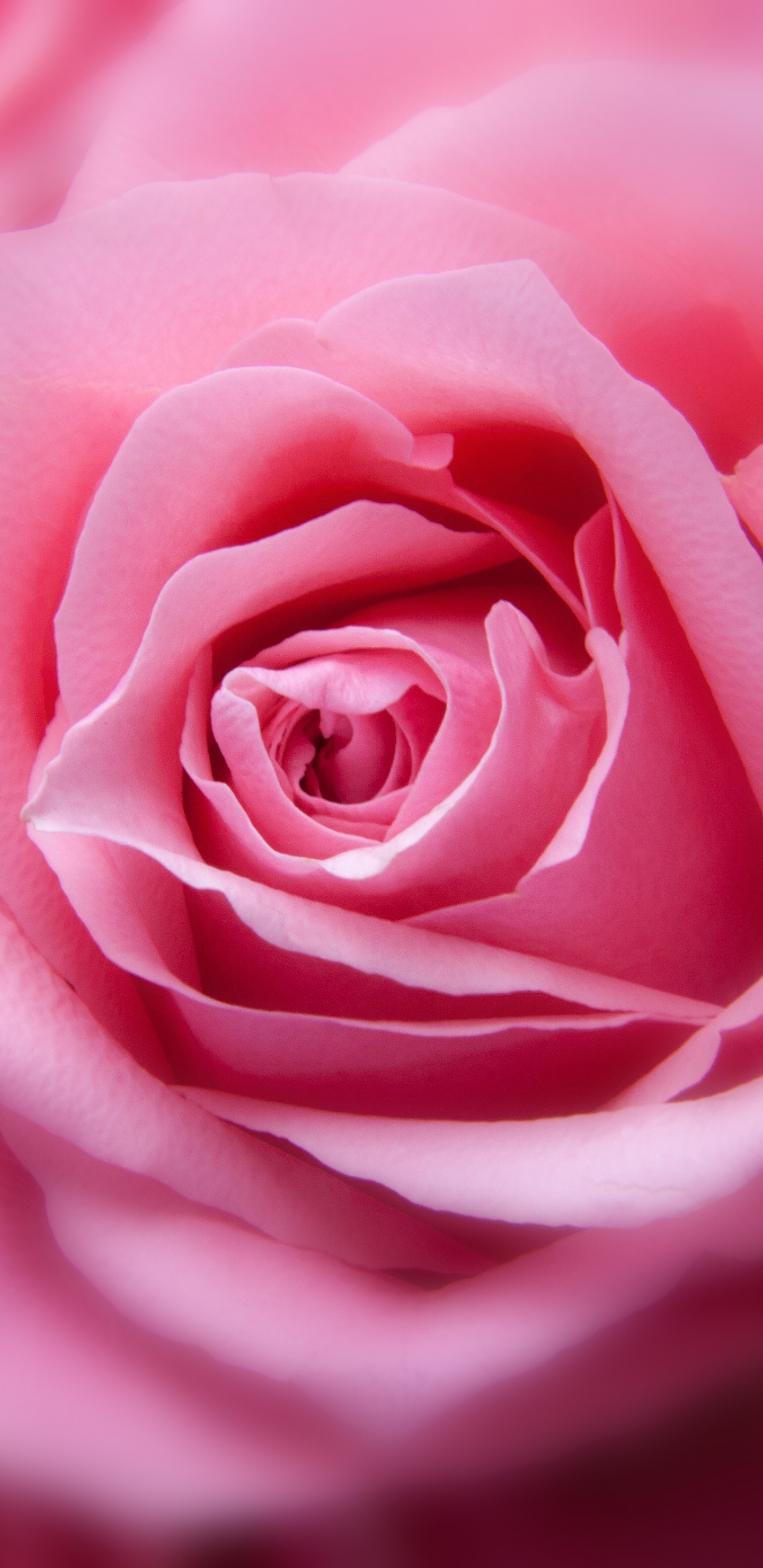 Обои Роза, розовый, цветок, сад роз, цветковое растение в разрешении 1440x2960