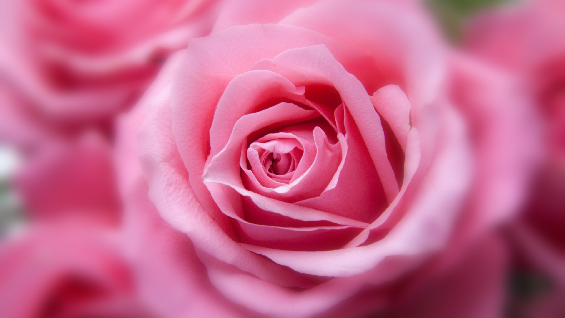 Обои Роза, розовый, цветок, сад роз, цветковое растение в разрешении 1920x1080